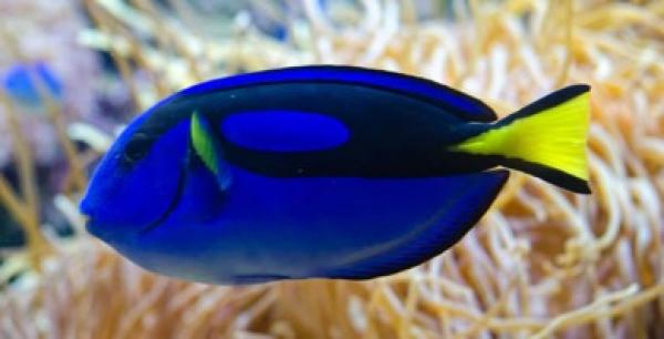 Doktorfisch